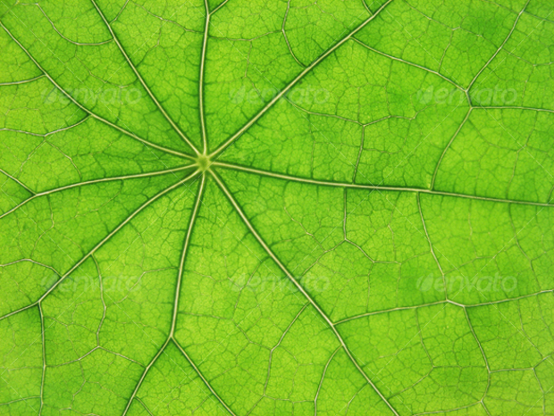 green leaf veins texture