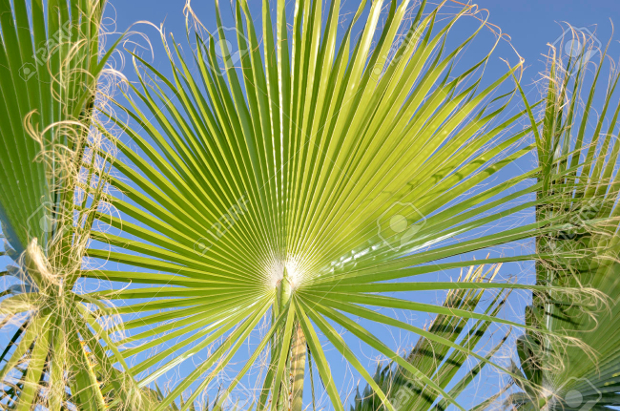 lines and texture of green palm leaves