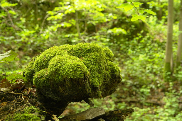 dark green moss texture