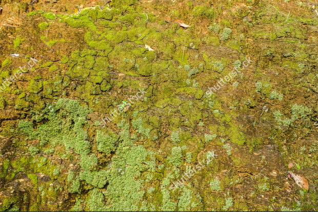 high resolution moss rock texture