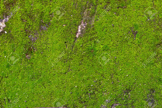 seamless green moss texture