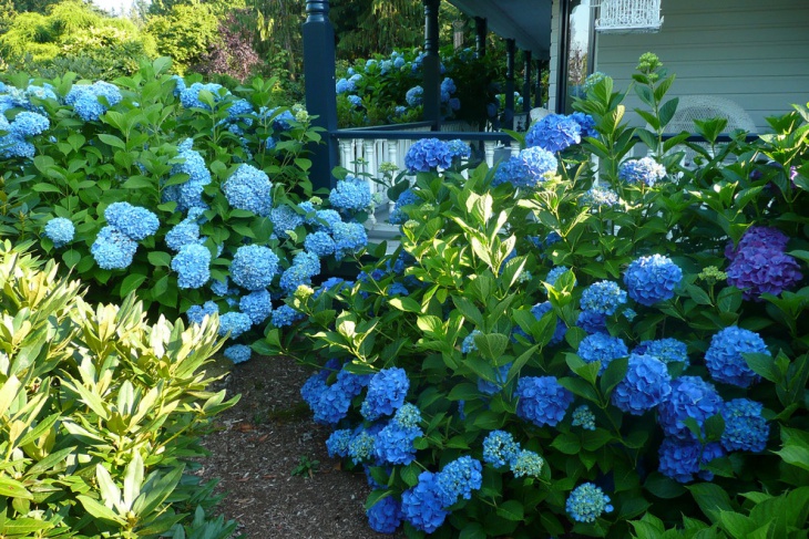 blue hydrangea garden