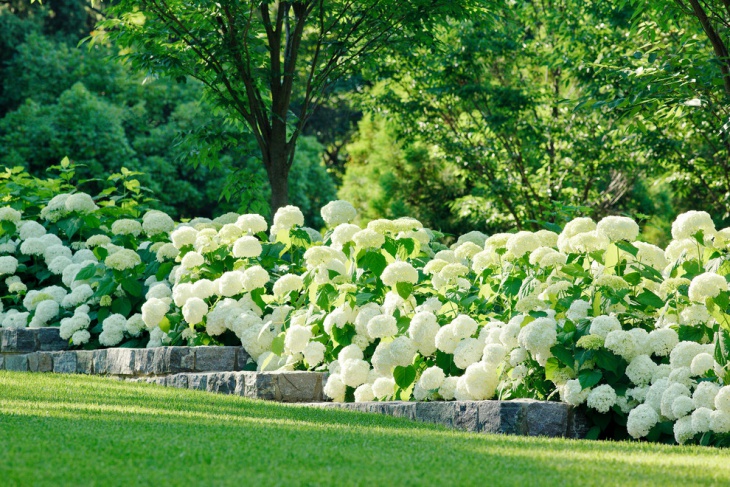 white hydrangea garden