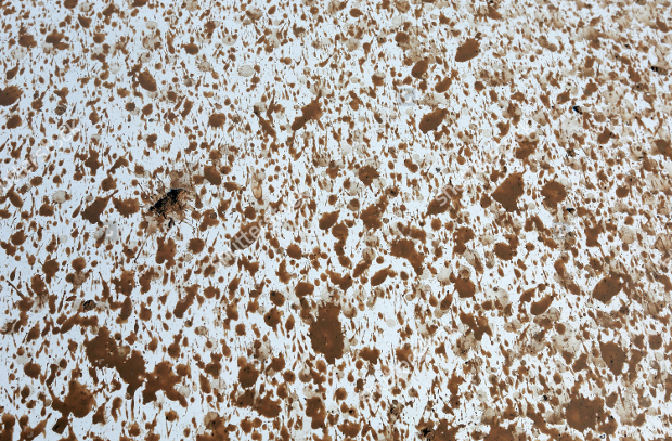 mud splatter texture