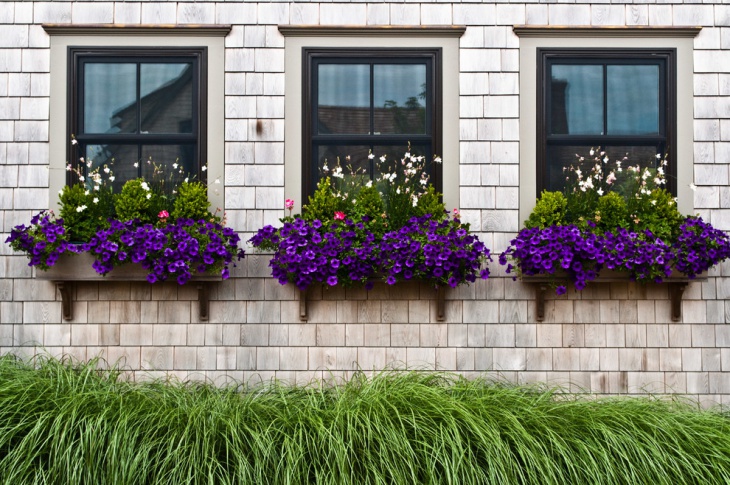 window peony garden with purple flower