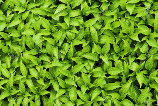 green plant texture photoshop