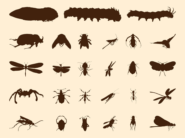 brown silhoutes insect vector