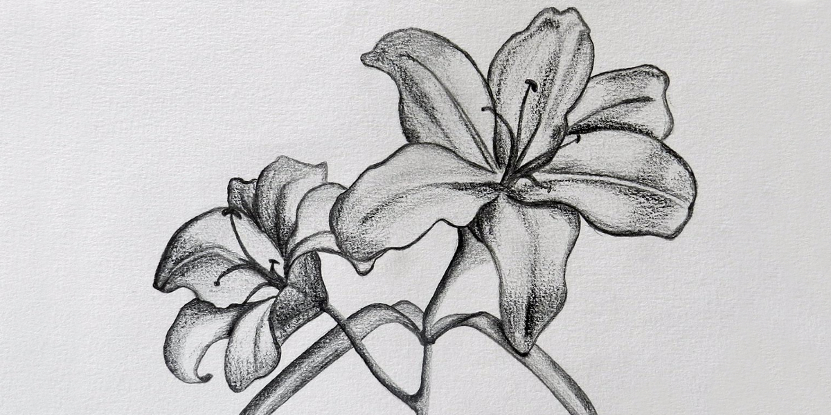 flower pencil sketch