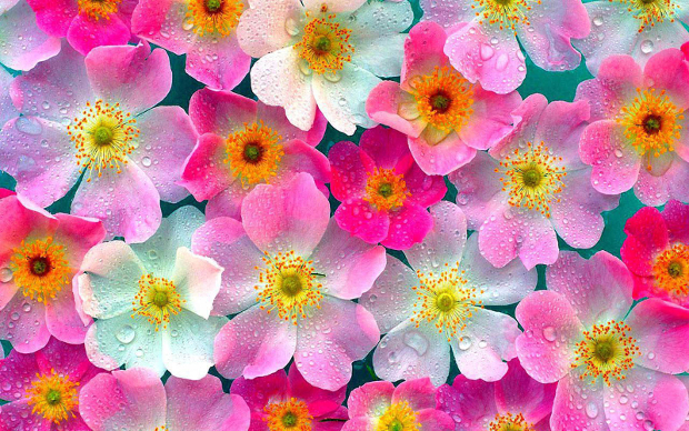 pink flower wallpaper
