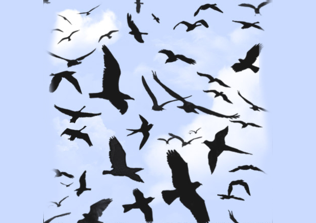 flying bird brushes