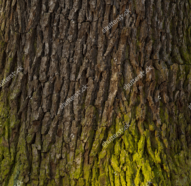 old tree wood texture