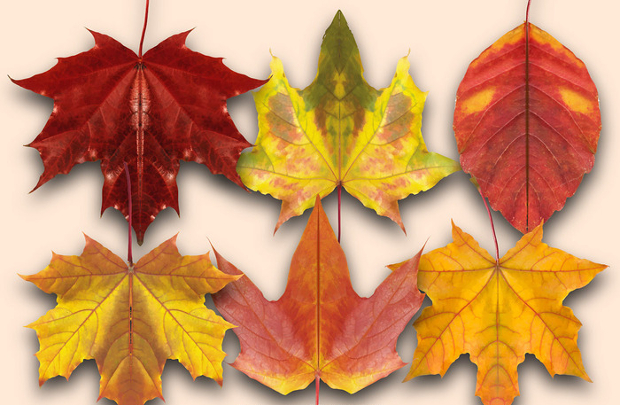 autumn leaves vector design