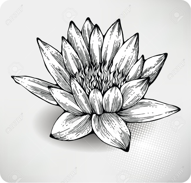 water lily flower hand drawing 