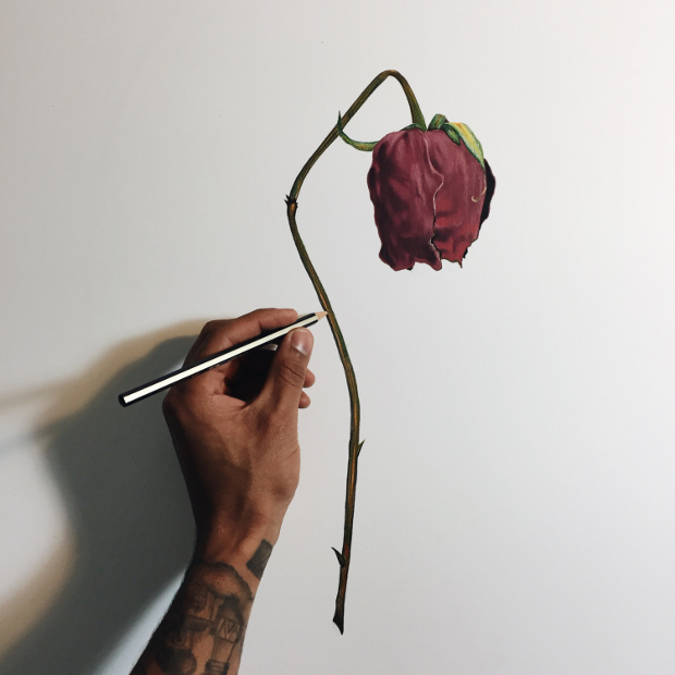 Dead Rose Drawing : free for commercial use high quality images
