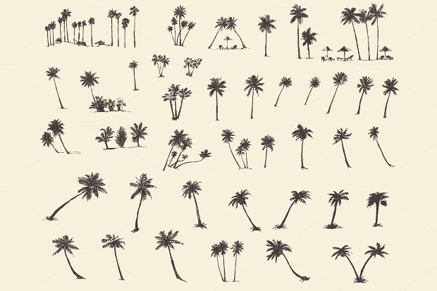 palm tree silhouette 