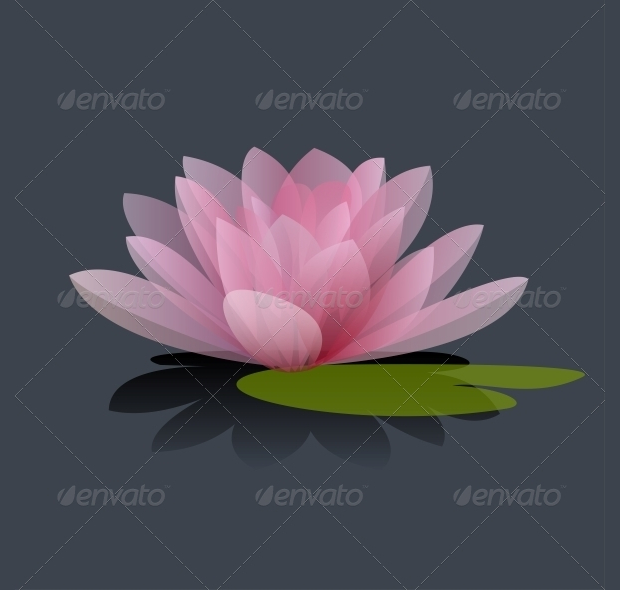 lotus flower illustration 