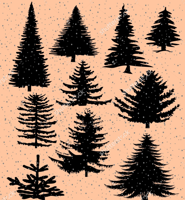 pine tree illustration