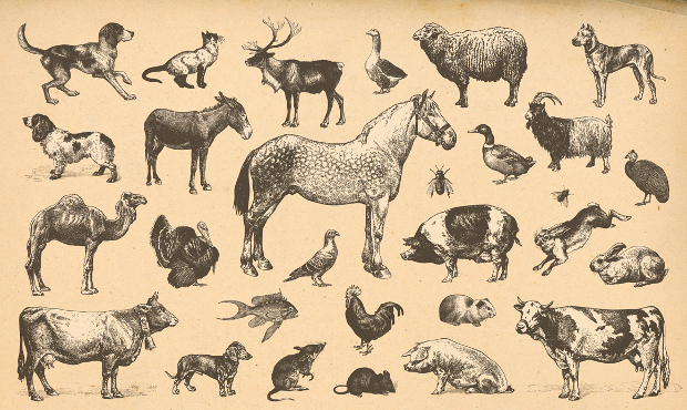vintage animal illustration