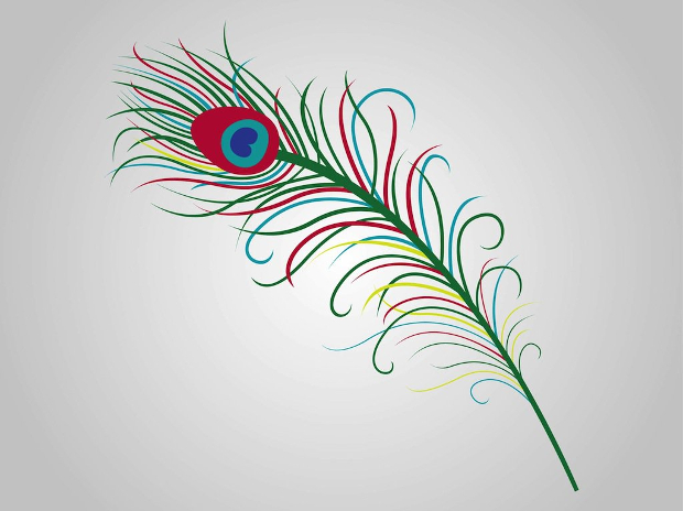 peacock feather illustration 