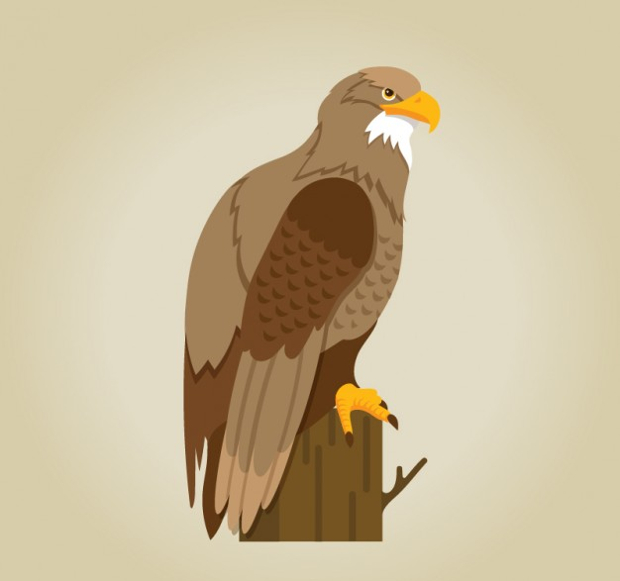 vintage eagle illustration 