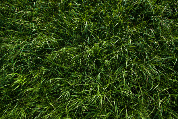 dark grass texture