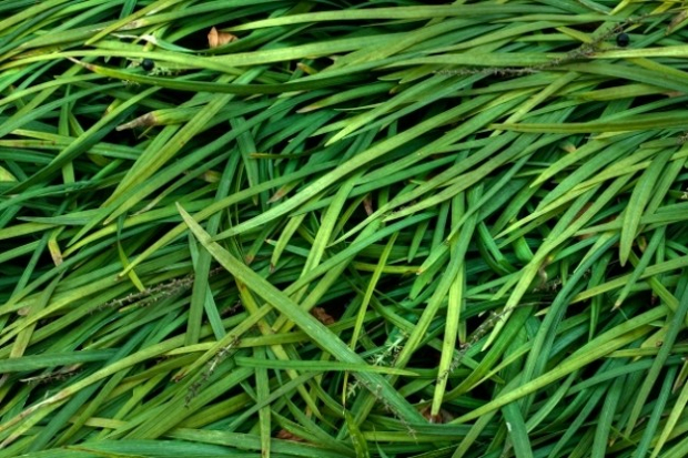 grass blade texture