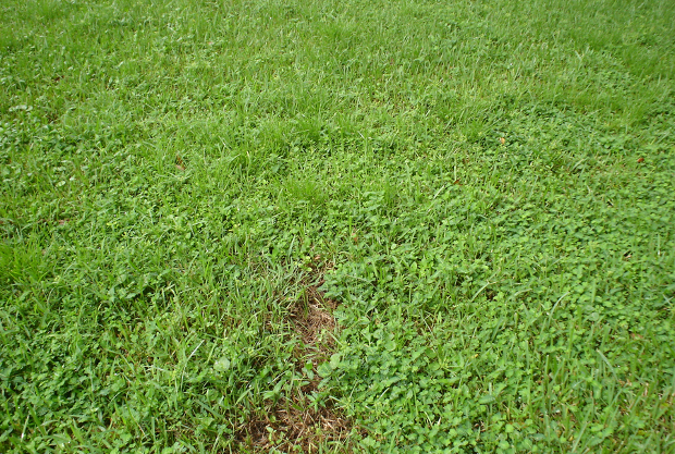 wet grass texture