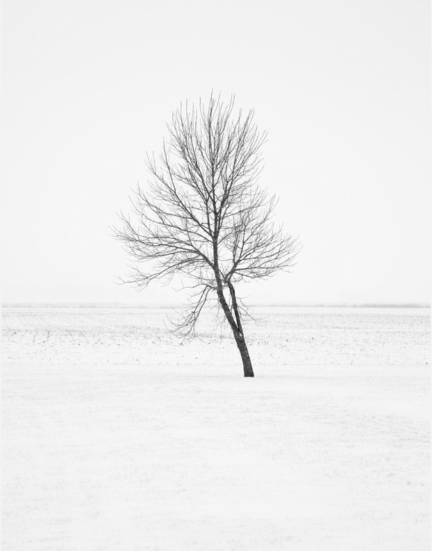 black and white nature photography