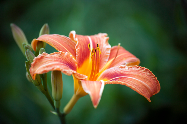 lily flower photography