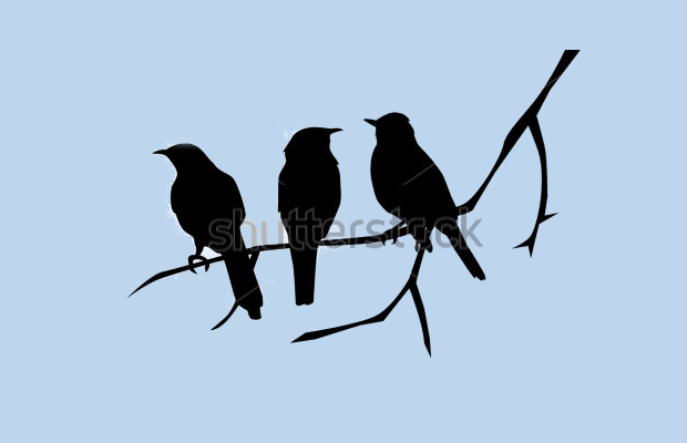 bird on branch silhouette