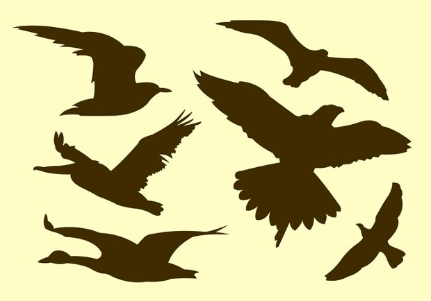 nature bird silhouette