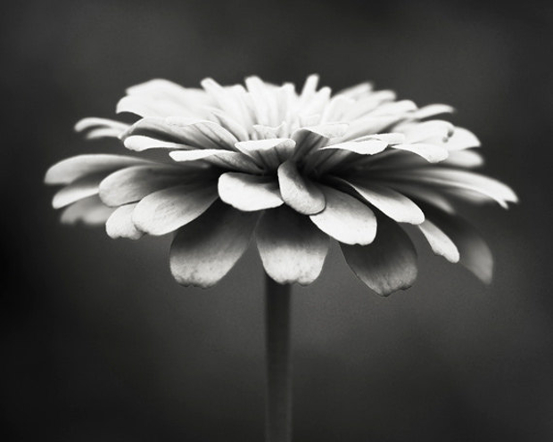 black and white daisy flower photography