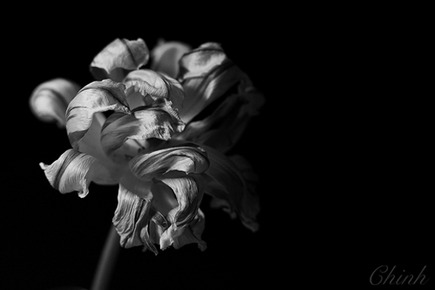 black and white macro flower photography