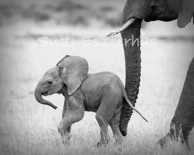 black and white baby animal photography 