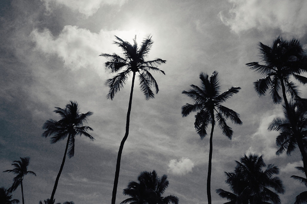 black and white palm tree photography 