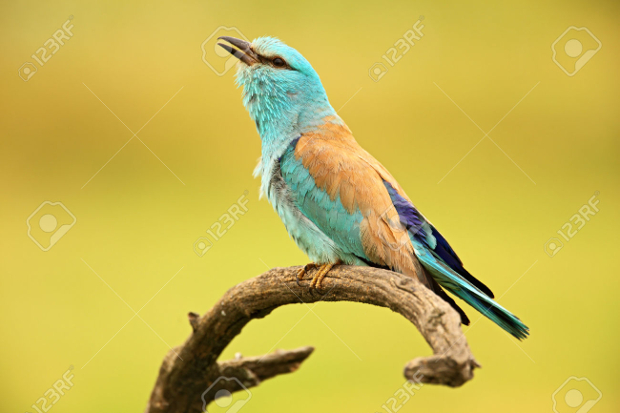 turquoise bird photography