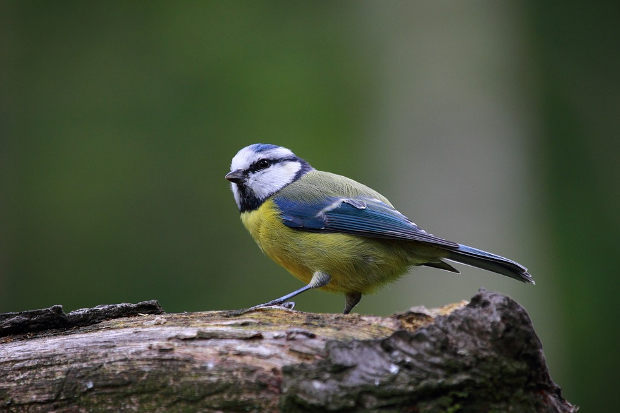 blue bird photography