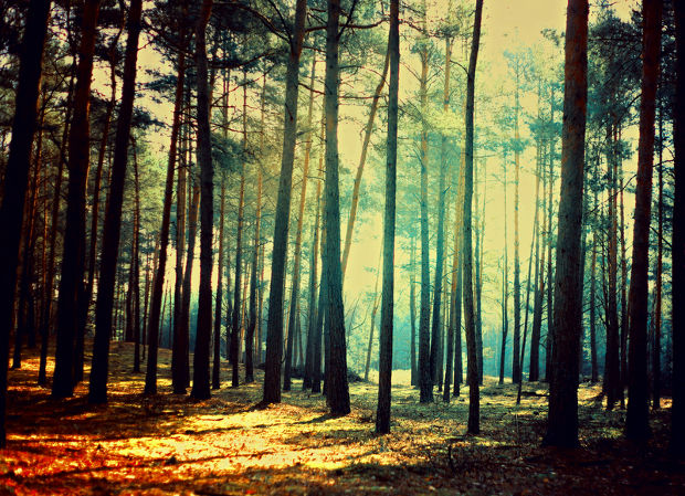 vintage forest photography
