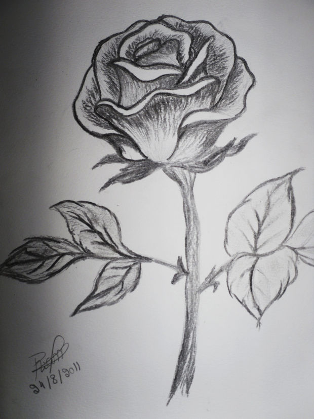rose flower pencil drawing