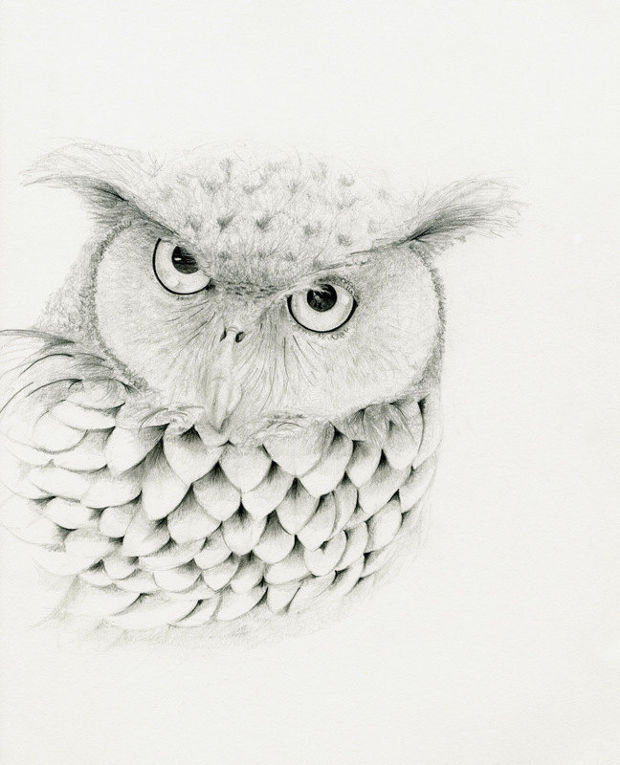 white owl pencil drawing