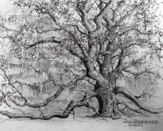 oak tree pencil drawing