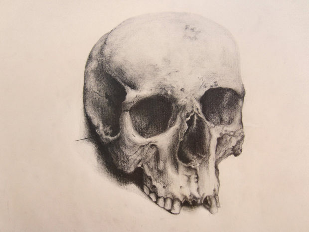 realistic human skull drawing