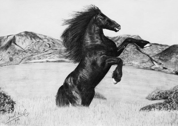 black horse pencil drawing