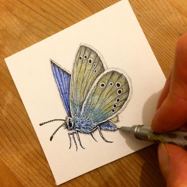 flying butterfly insect drawing