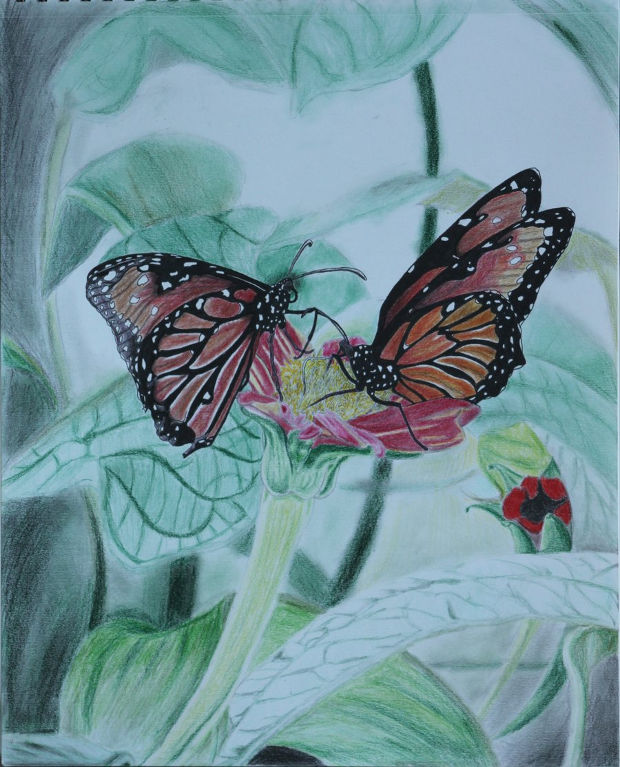 monarch butterfly colored pencil drawing