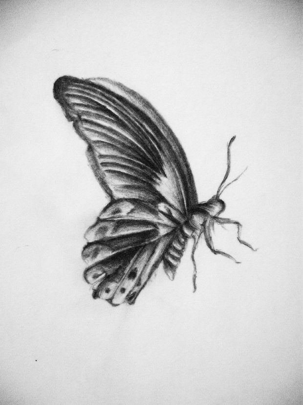 small flying butterfly drawing