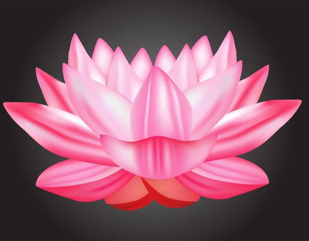blooming lotus flower vector