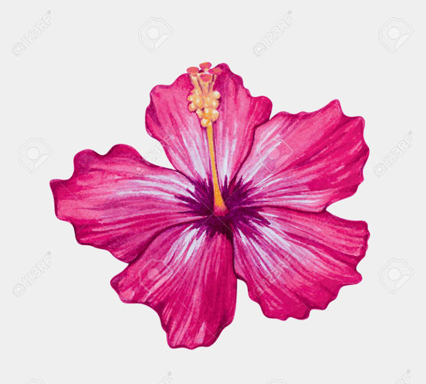 watercolor hibiscus flower vector
