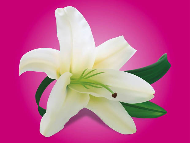 white lilly flower vector
