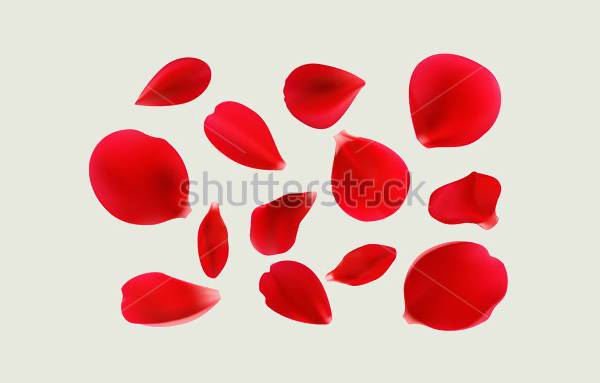 red rose petals vector